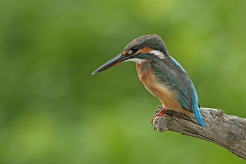 Bird, Blue bird, female Common Kingfisher (Alcedo atthis) on a b