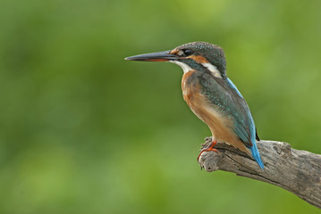 Bird, Blue bird, female Common Kingfisher (Alcedo atthis) on a b