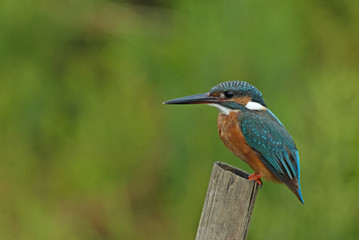 Bird, Blue bird, female Common Kingfisher (Alcedo atthis) on a b