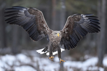 White-tailed eagle in flight talons in front. Bird of prey.