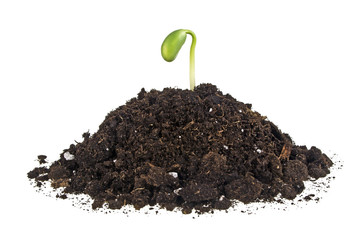 Young sprout of soy in soil humus on a white background