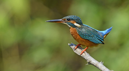 Bird, Blue bird, female Common Kingfisher (Alcedo atthis) on a b