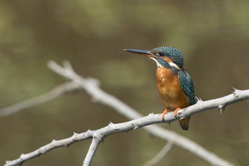 Bird, Blue bird, female Common Kingfisher (Alcedo atthis) on a b