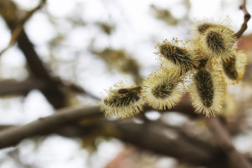 pussy willow tree