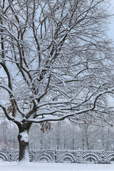 winter snow on lonely tree PARK