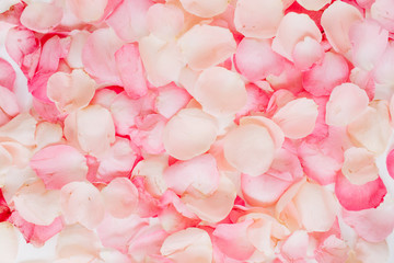 Pink rose petals. Valentine's day background. Flat lay, top view
