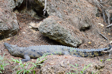 Crocodile lying down for a siesta