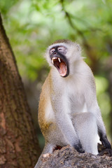 Monkey vervet on a branch