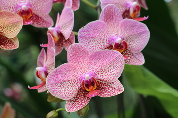 Naklejka na ściany i meble Beautiful orchid in the garden