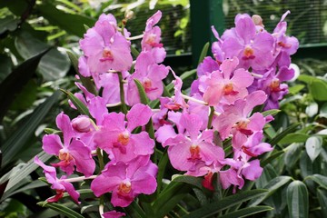 Beautiful orchid in the garden