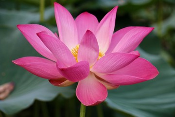 Beautiful flowers in the garden