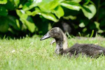 Domesticated ducks lying on meadow