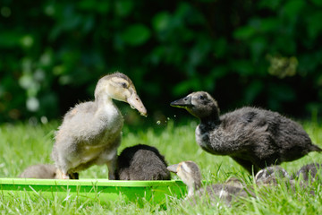 Domesticated ducks in w Water bowl on meadow