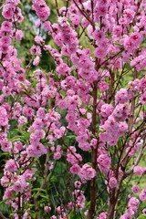 Beautiful flower in the garden