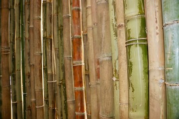 Beautiful bamboo in the garden