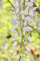 Beautiful flower in the garden