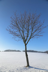 Winterlandschaft mit einzelnem Baum, Erzgebirge, Sachsen
