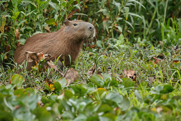 capybara in the nature habitat of northern pantanal, biggest rondent, wild america, south american wildlife, beauty of nature, giants 
