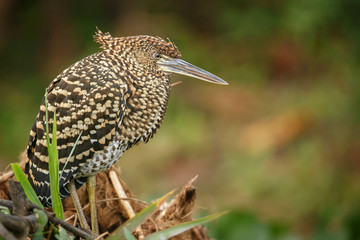 bird of pantanal in the nature habitat, wild brasil, brasilian wildlife, pantanal, green jungle, south american nature and wild