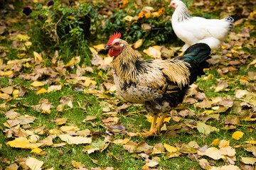 
rooster running across the grass with autumn leaves