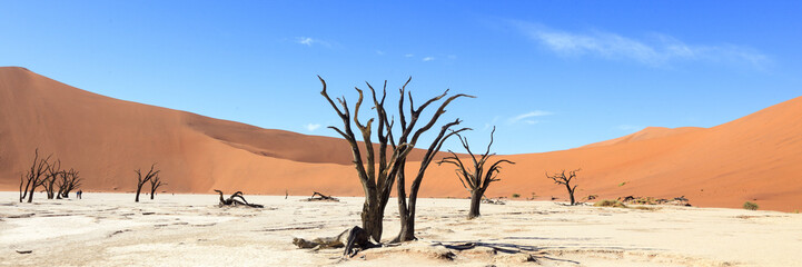 Fototapeta na wymiar Dead tree in Sossusvlei Namibia
