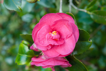 Close up photography of a pink Camellia blossom