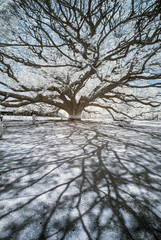 Fototapeta na wymiar Infrared photography of a giant Rain tree No.2
