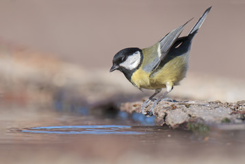 Cinciallegra acrobatica