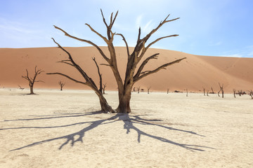 Fototapeta na wymiar Dead tree in Sossusvlei Namibia