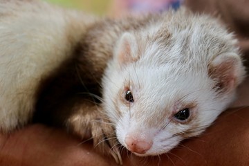 Animal ferret