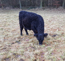 Fototapeta premium Galloways, Rinder, Winter
