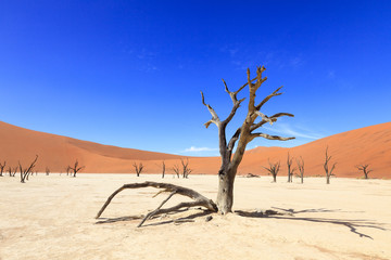 Dead tree in Sossusvlei Namibia