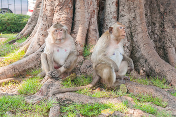 Monkeys sit beneath a large tree No.1