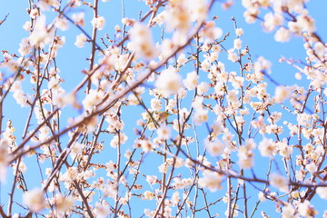 メジロと梅の花