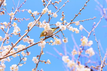 メジロと梅の花