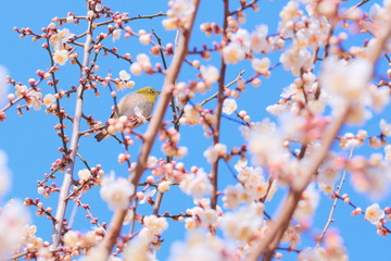 メジロと梅の花