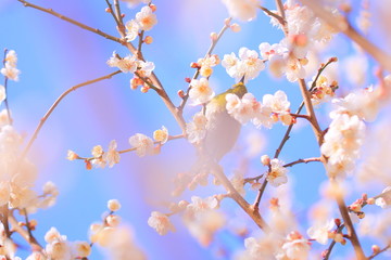 メジロと梅の花