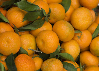 citrus  harvest
