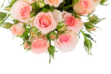 Pink blooming fresh roses with green buds close up isolated on white background