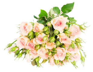 Bouquet of pink blooming fresh roses with leaves and buds isolated on white background