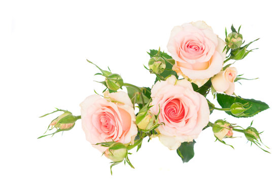 Pink blooming fresh roses with buds isolated over white background