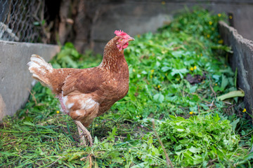 Hen in the home compost