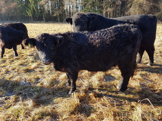 Fototapeta premium Galloways, Rinder, Winter