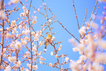 メジロと梅の花