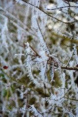 branche cristalisées