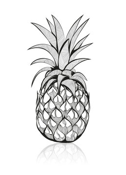 Zeichnung einer Ananas.
Handgezeichnete tropische Frucht
