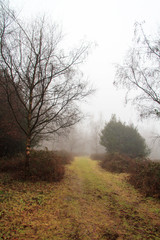 English woodland on a foggy misty morning