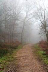 English woodland on a foggy misty morning