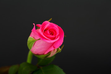 Delicate beautiful rose on a plain background