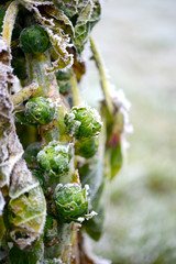 Rosenkohl © VRD